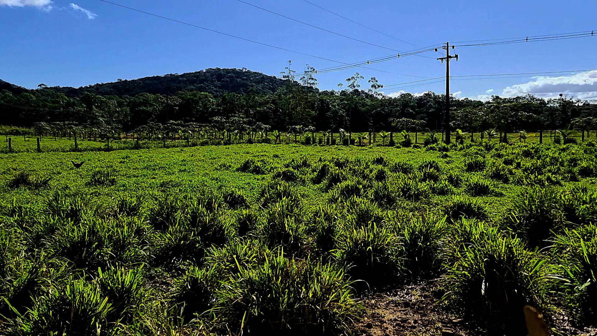 Fazenda à venda com 3 quartos, 24500m² - Foto 50